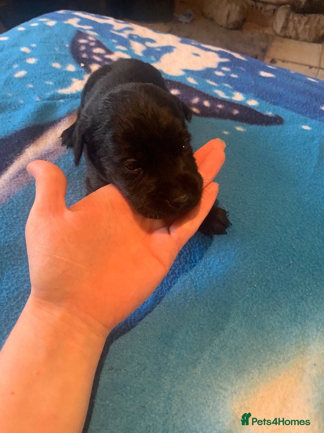 Labrador Retriever dogs for sale: Labrador puppys - Image 18