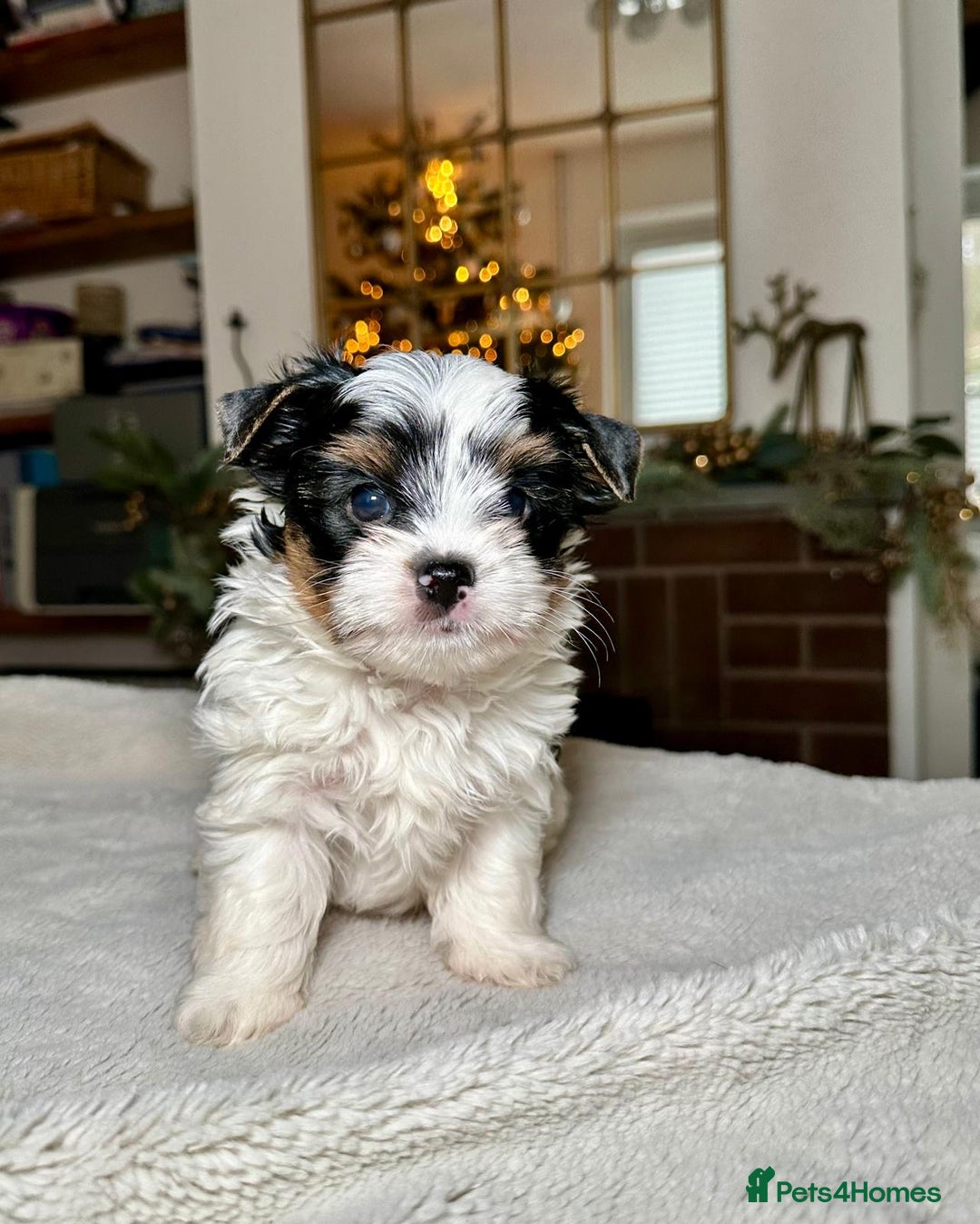 Yorkshire Terrier dogs for sale: Biewer Yorkie Boys | Pedigree | Licensed - Advert 8