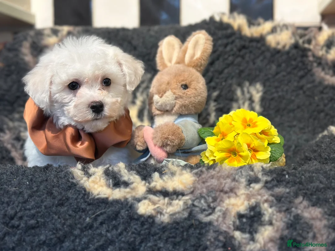 Bichon Frise dogs for sale: Stunning kc registered bichon frise pups  - Advert 20