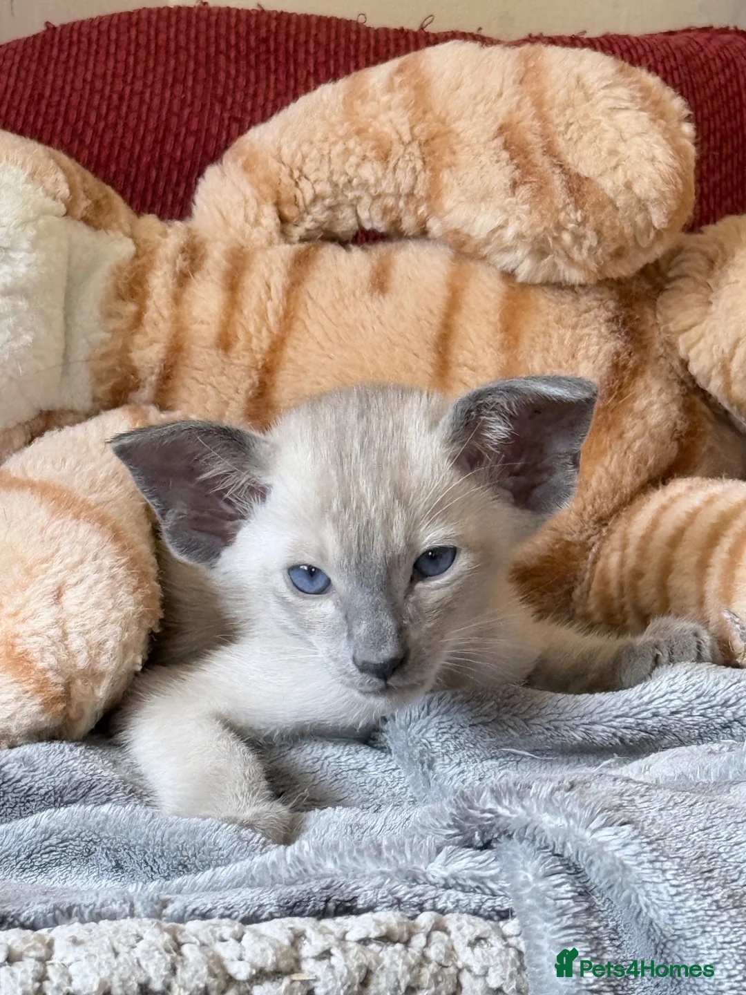Siamese cats for sale: New Litter of kittens - Advert 2