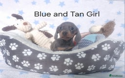 Miniature Dachshund dogs for sale: Stunning Miniature Dachshund Puppies - Image 8