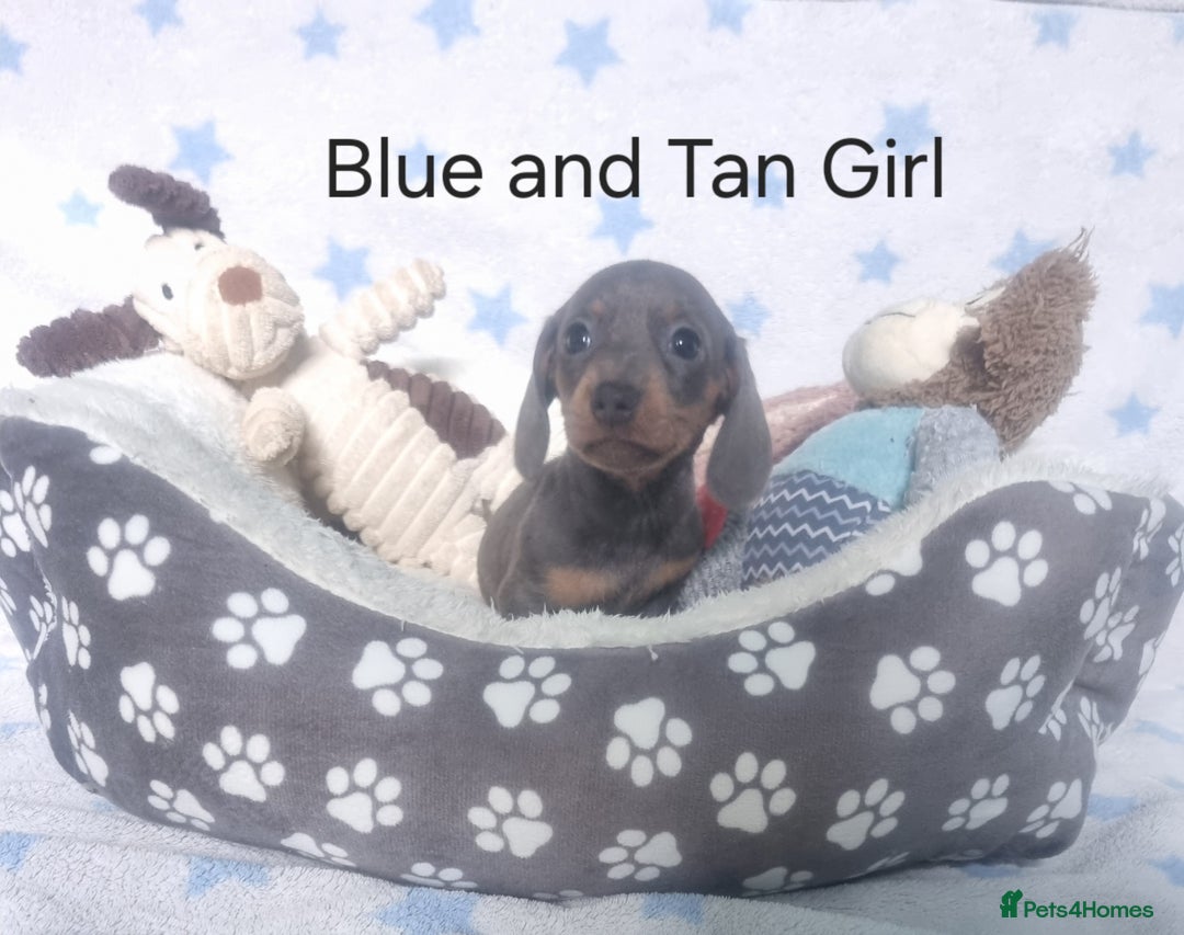 Miniature Dachshund dogs for sale: Stunning Miniature Dachshund Puppies - Image 8