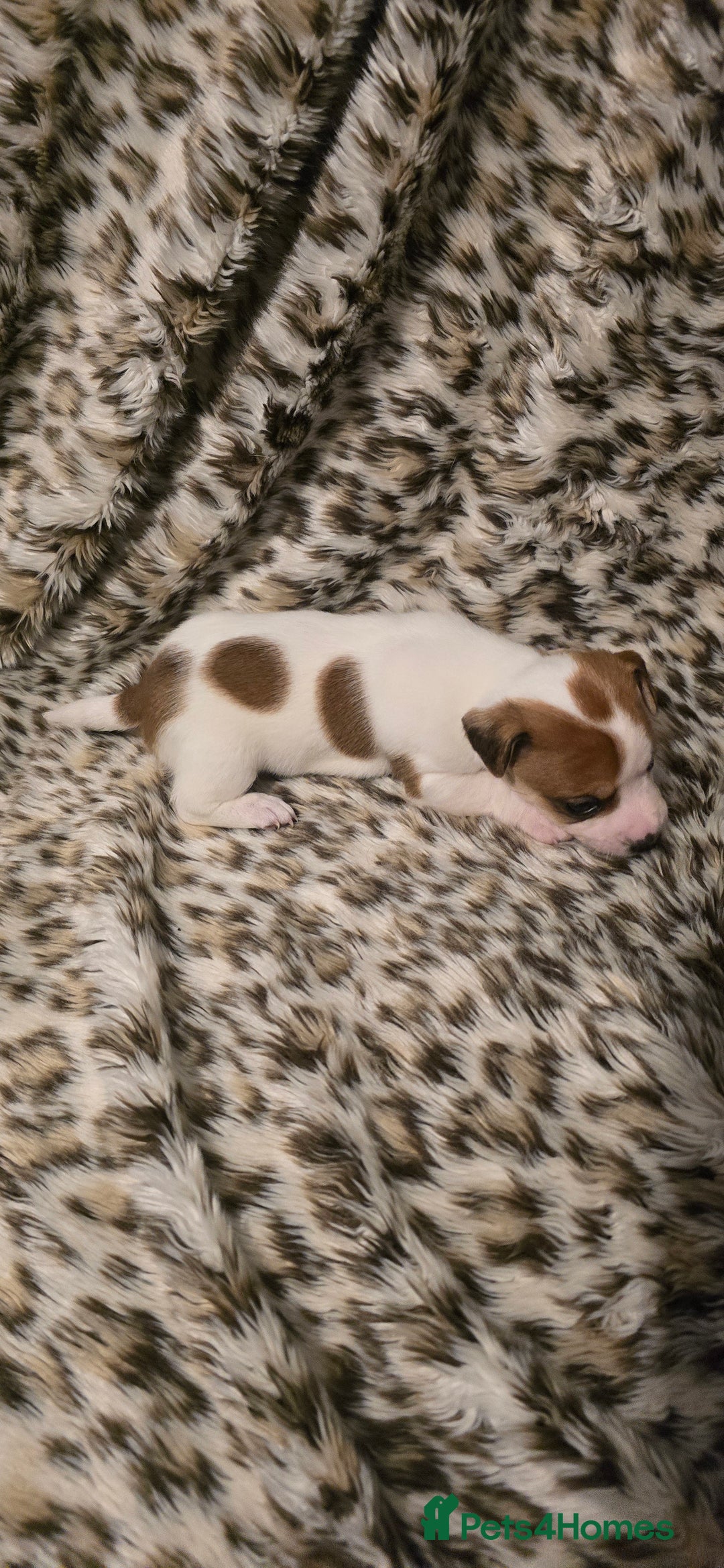 Jack Russell dogs for sale: Miniature jackrussel  - Advert 7