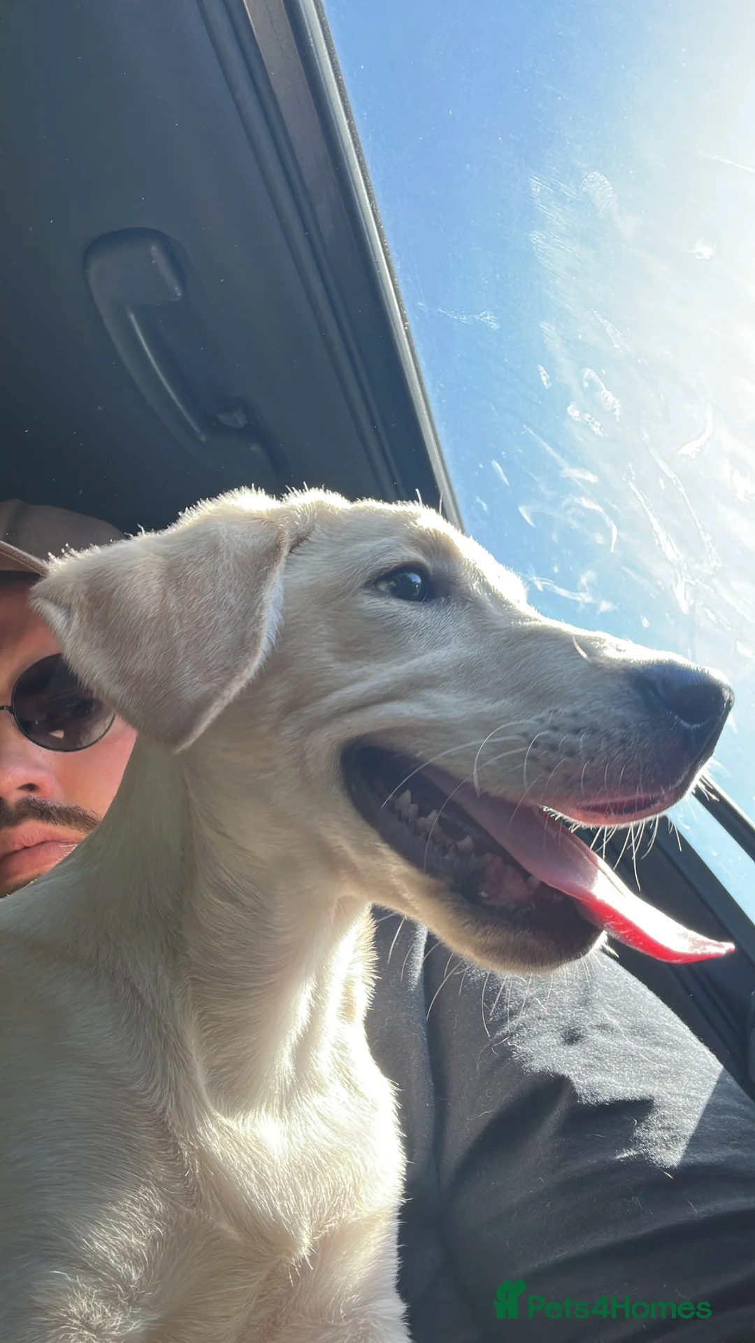 Labrador Retriever dogs for sale: Milo (Labrador)  in Hastings - Advert 7