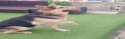 German Shorthaired Pointer dogs for stud: Strud in Barnsley - Advert 1