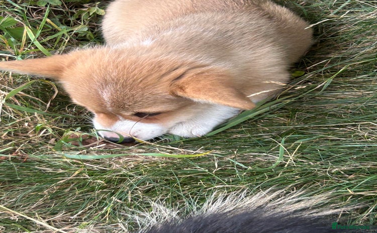 Welsh Corgi Pembroke dogs - Advert 1
