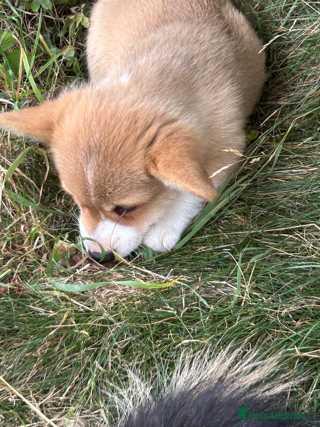Welsh Corgi Pembroke dogs for sale: Beautiful Pembroke Corgi Pups - Image 1