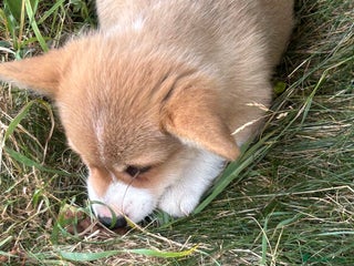 Welsh Corgi Pembroke dogs - Advert 4