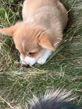 Welsh Corgi Pembroke dogs - Advert 2
