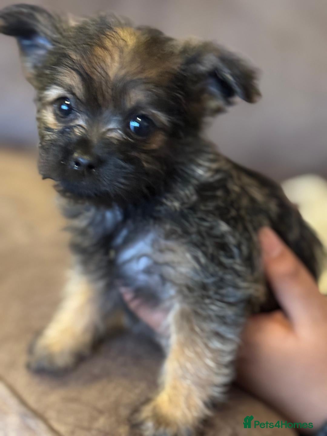 Pomapoo dogs 4 Beautiful, Friendly, Lovable little puppies for - Advert 1