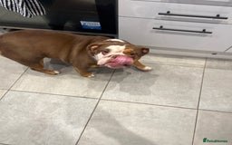 English Bulldog dogs for sale: 4 years old English bulldog bitch for sale. - Image 2