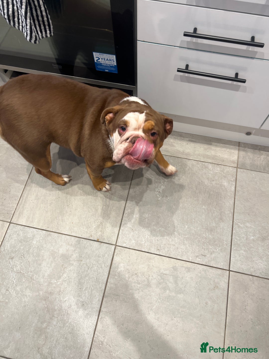 English Bulldog dogs for sale: 4 years old English bulldog bitch for sale. - Image 2