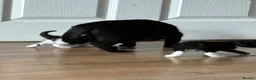Mixed Breed cats for sale: 2 beautiful black and white kittens - Advert 2