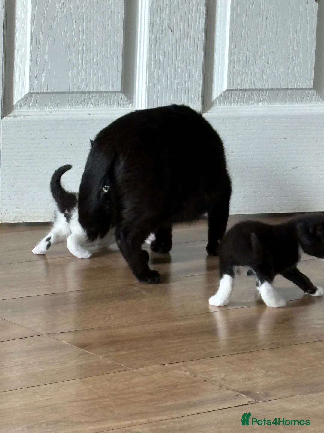 Mixed Breed cats for sale: 2 beautiful black and white kittens - Advert 2