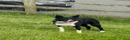 Border Collie dogs for sale: REHOMING MALI - FEMALE BORDER COLLIE - Advert 3