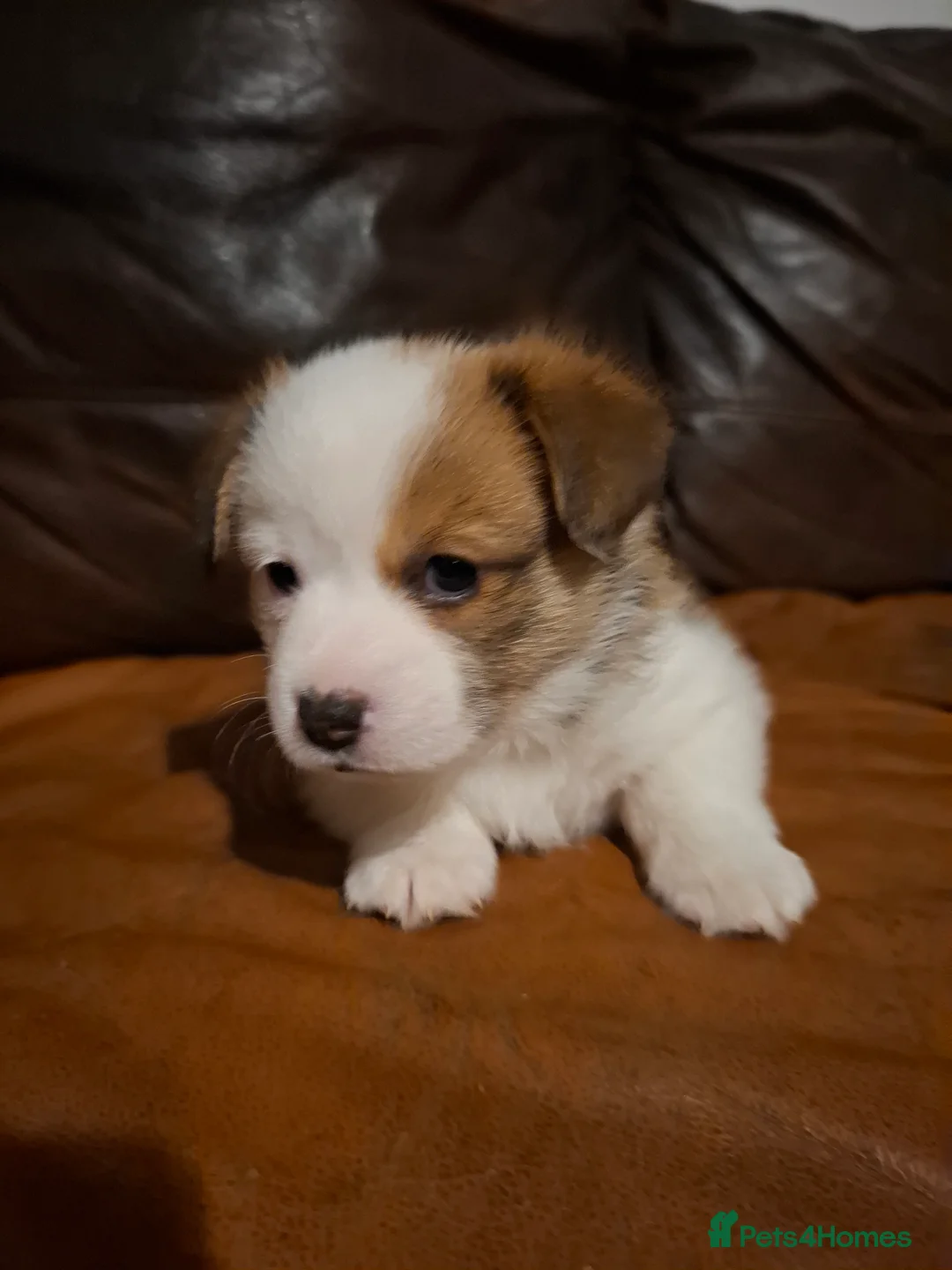Welsh Corgi Pembroke dogs for sale: Pembrokeshire corgi pups in Haverfordwest - Advert 2