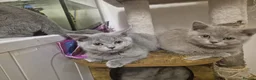 British Shorthair cats for sale: British Shorthair Kittens  - Advert 10