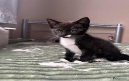 Mixed Breed cats for sale: Beautiful kitten looking for a new home - Image 4