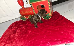 Cocker Spaniel dogs for sale: Working Cocker Spaniel Puppies - Advert 12