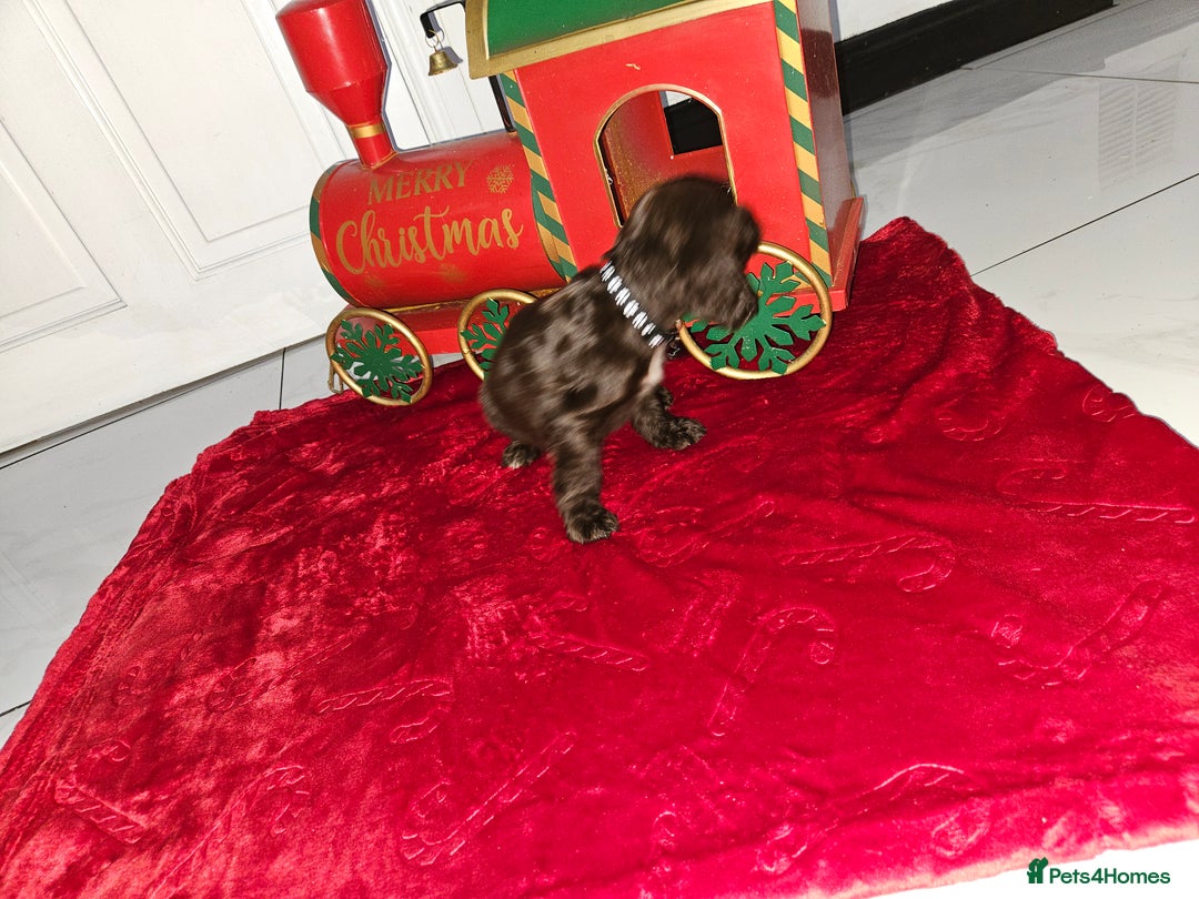 Cocker Spaniel dogs for sale: Working Cocker Spaniel Puppies - Advert 12