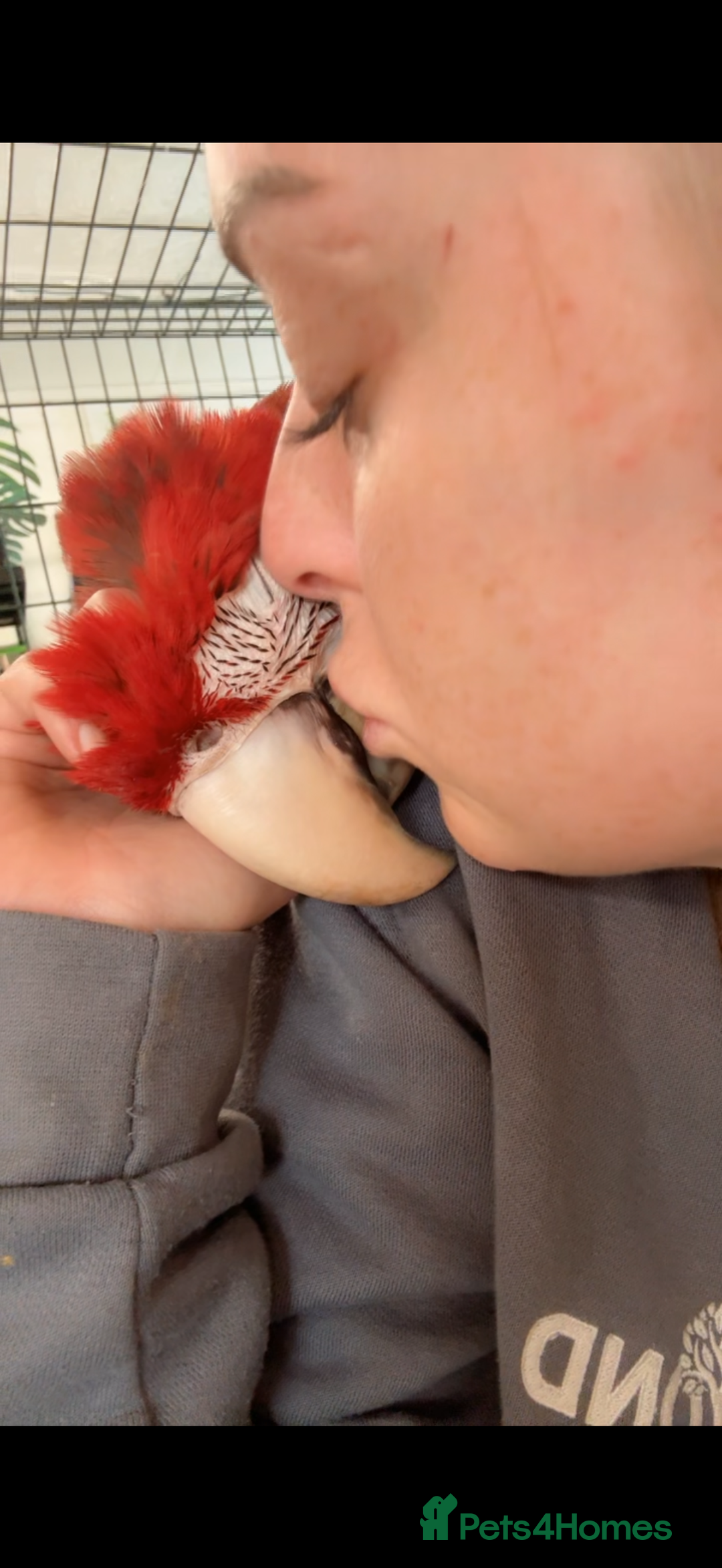 Macaws birds for sale: Baby Green-wing macaws - Image 4