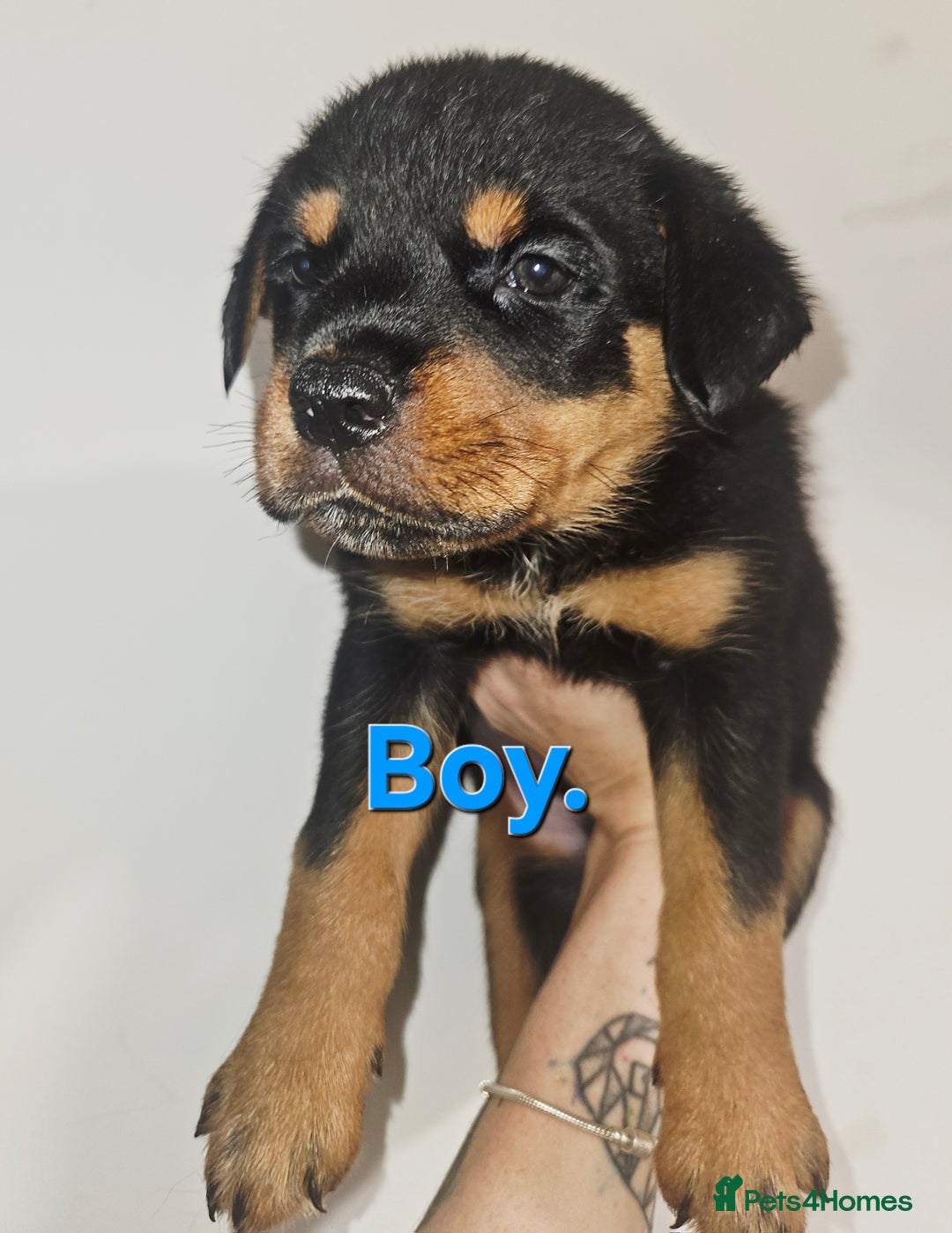 Rottweiler dogs for sale: READY NOW- Beautiful Rottweiler Puppies - Image 34