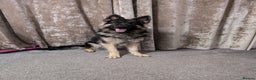German Shepherd dogs for stud: Chunky GSD male for stud  in Redcar - Advert 11