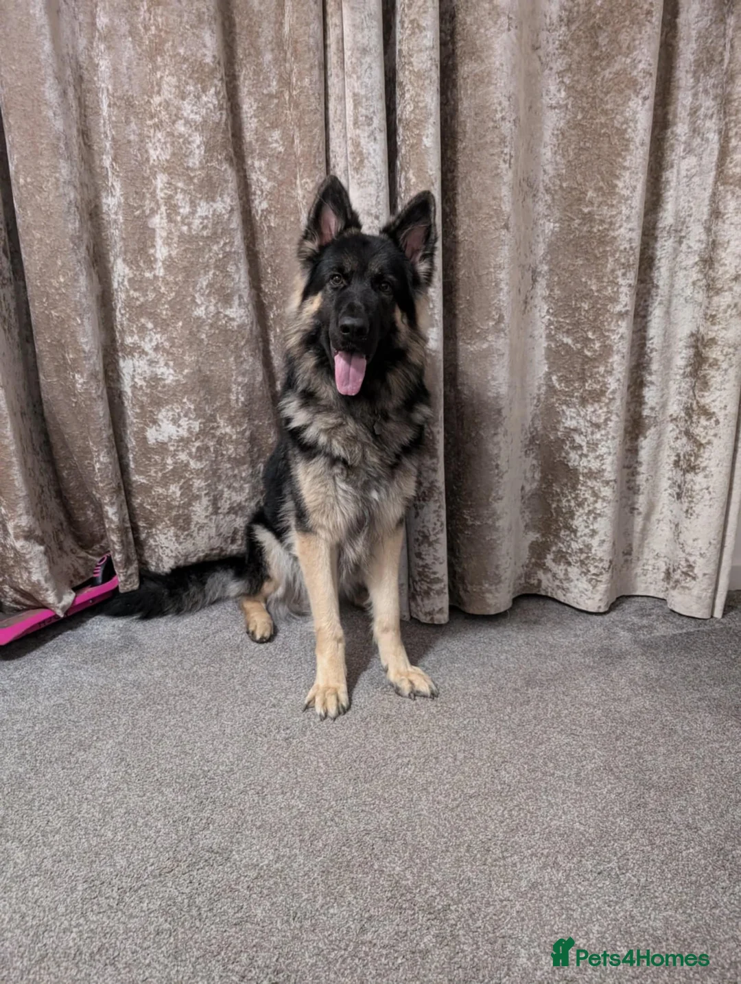 German Shepherd dogs for stud: Chunky GSD male for stud  in Redcar - Advert 11