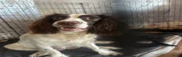 Mixed Breed dogs for sale: Springer spaniel x chow chow in Northampton - Advert 1