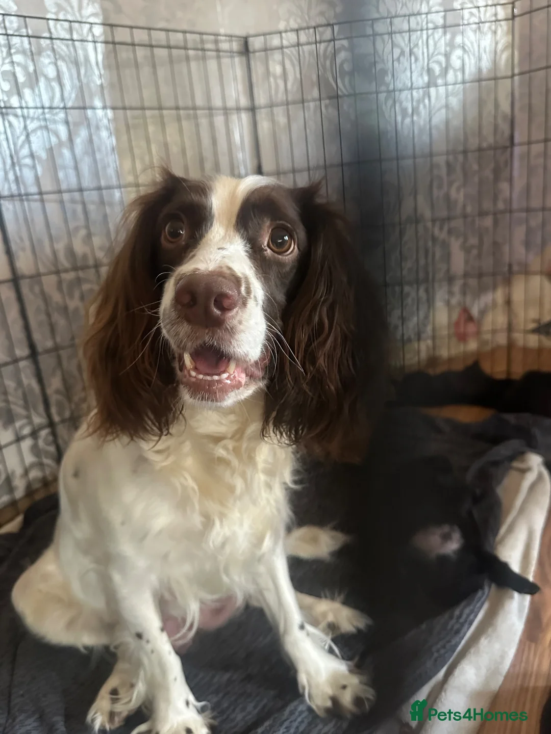 Mixed Breed dogs for sale: Springer spaniel x chow chow in Northampton - Advert 1