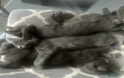 Domestic Shorthair cats for sale: 3x grey kittens ready to leave (2x male, female) - Image 2