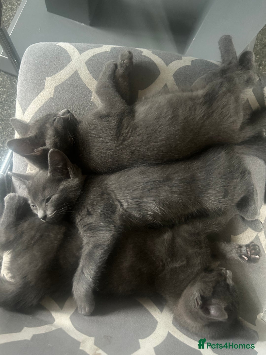 Domestic Shorthair cats for sale: 3x grey kittens ready to leave (2x male, female) - Image 2
