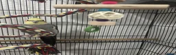Cockatiels birds for sale: Beautiful male cocktail - Advert 4