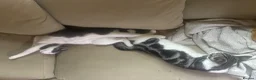 Mixed Breed cats for sale: Marielle - Advert 4