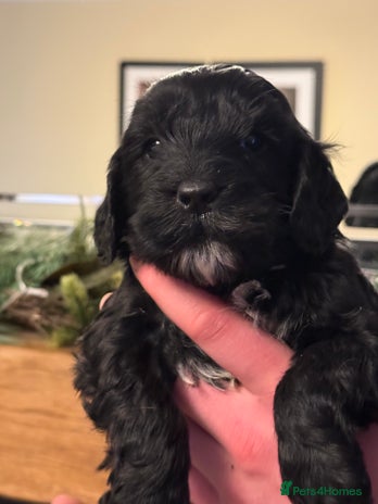 Cockapoo Scotland Cockapoo puppies for sale in Scotland | Pets4Homes