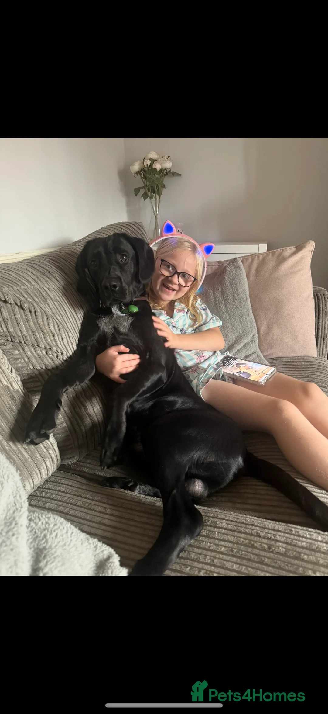 Springador dogs for sale: My baby needs a new home  in Doncaster - Advert 4