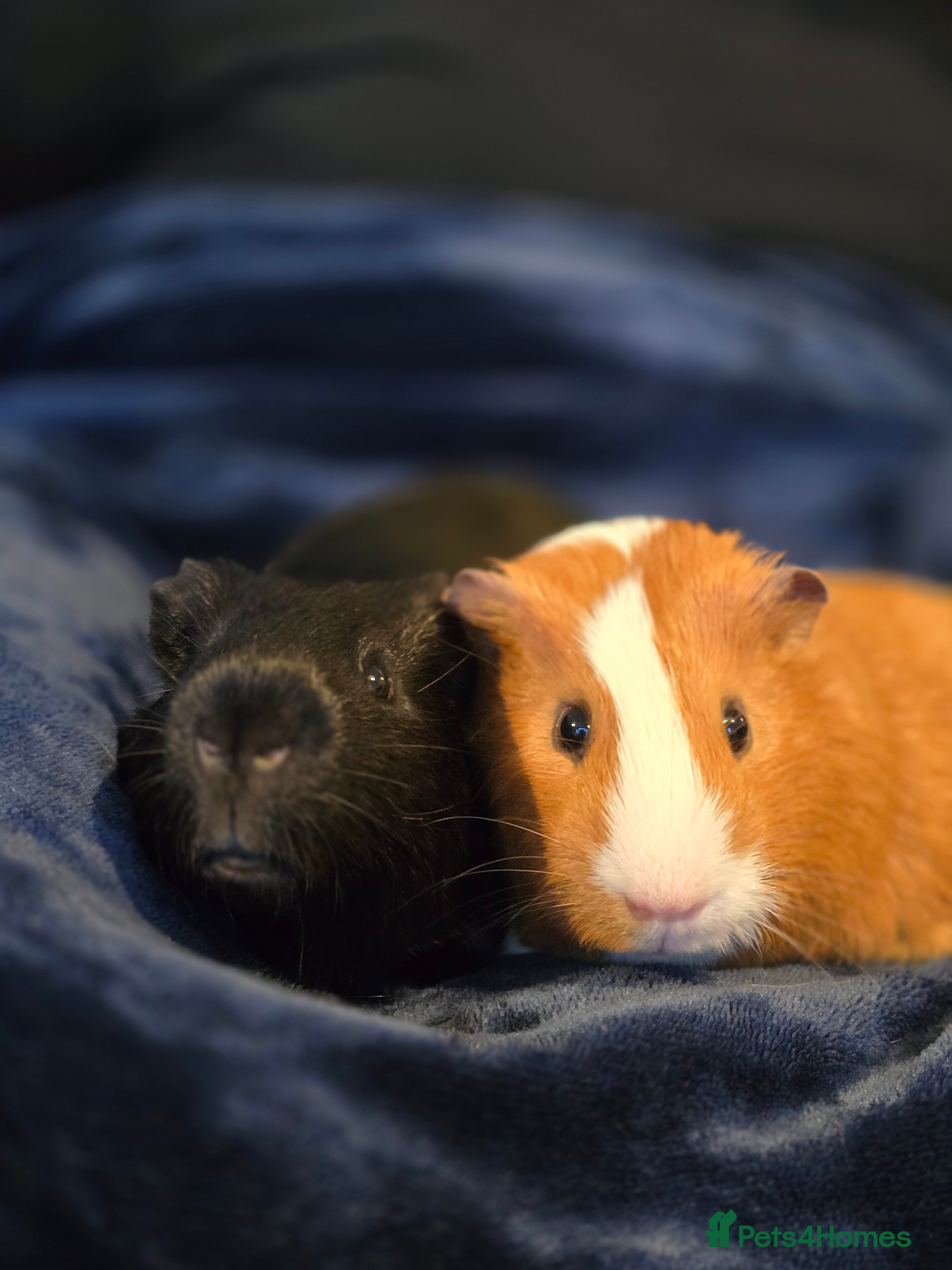 Guinea Pig rodents 2 male guineapigs for rehoming in Worcester - Advert 1
