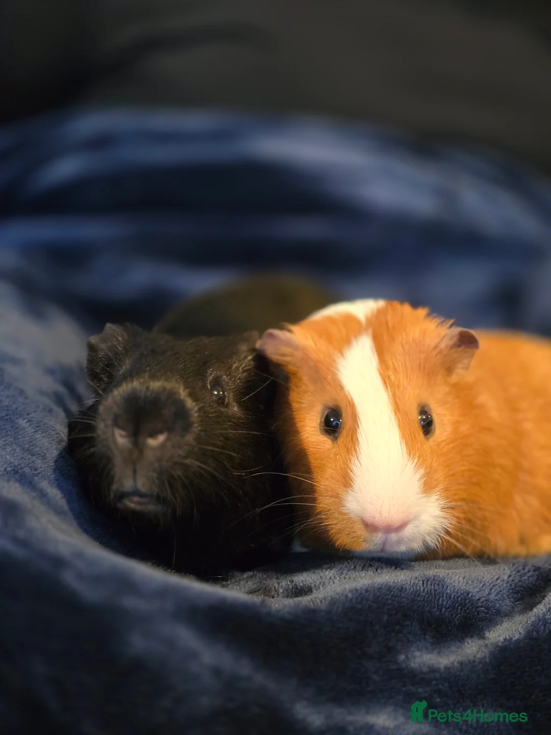 Guinea Pig rodents for sale: 2 male guineapigs for rehoming in Worcester - Advert 1