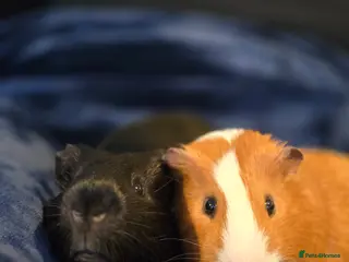 Guinea Pig rodents 2 male guineapigs for rehoming in Worcester - Advert 7