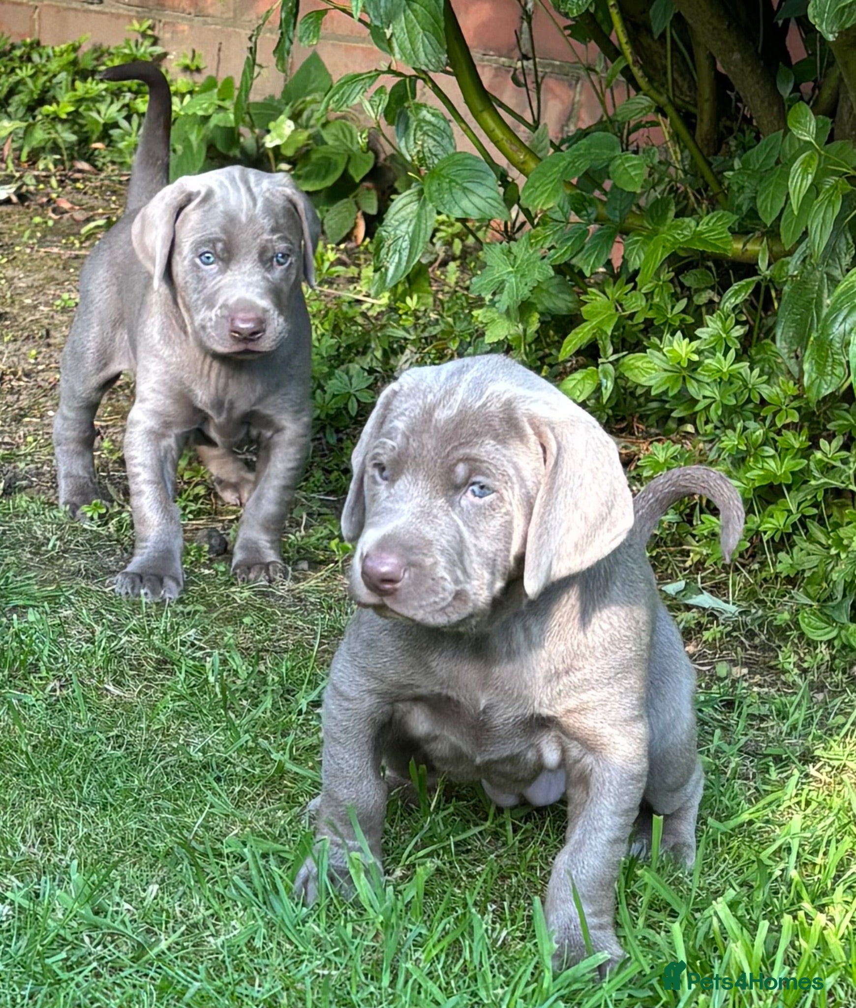 Mixed Breed dogs ADORABLE CHAMPION BLOODLINE PUPS - Advert 11
