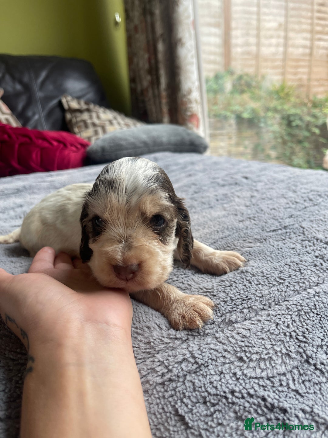Cocker Spaniel dogs for sale: KC Show Cockers - 1 Girl , 3 Boys remaining! - Image 11