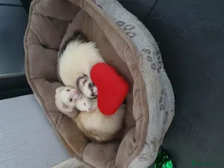 Ferret rodents Ferrets - Advert 1