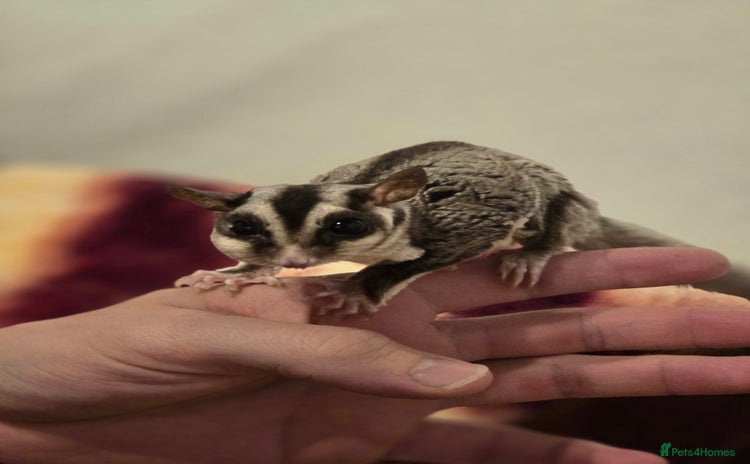 Sugar Glider rodents Joey Sugar glider!  - Advert 11