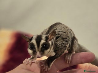 Sugar Glider rodents Joey Sugar glider! - Advert 1