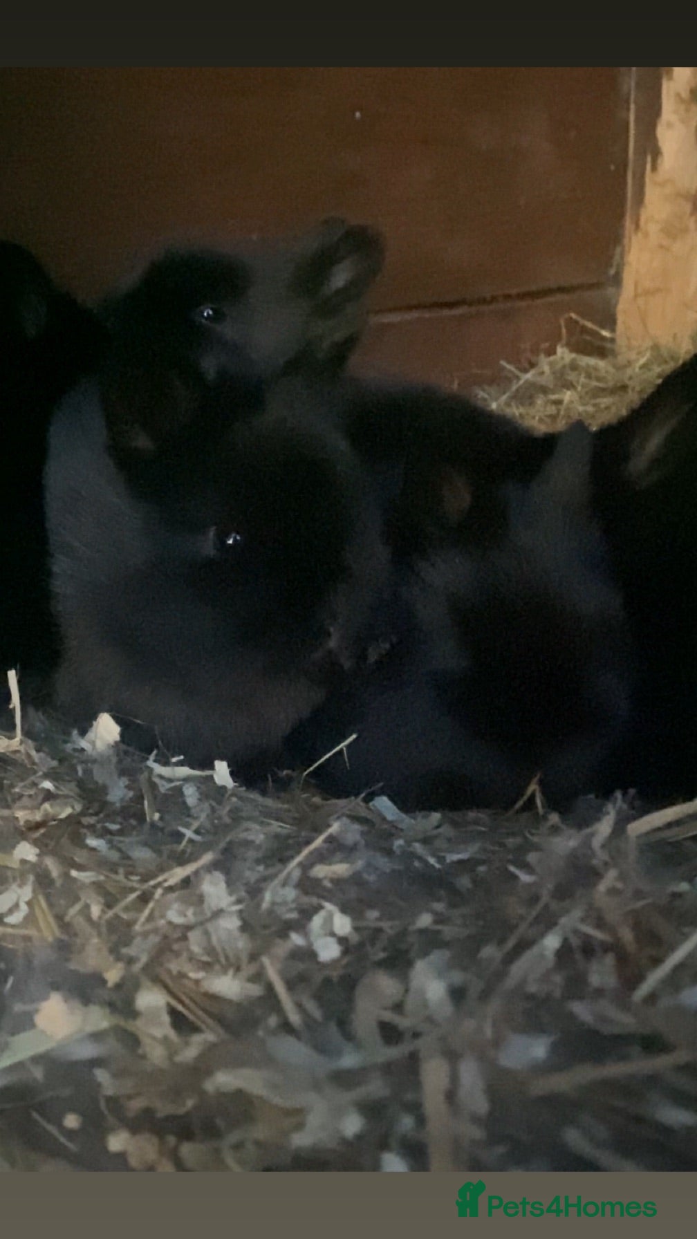 Lionhead rabbits Beautiful black lionhead babies for sale - Advert 2