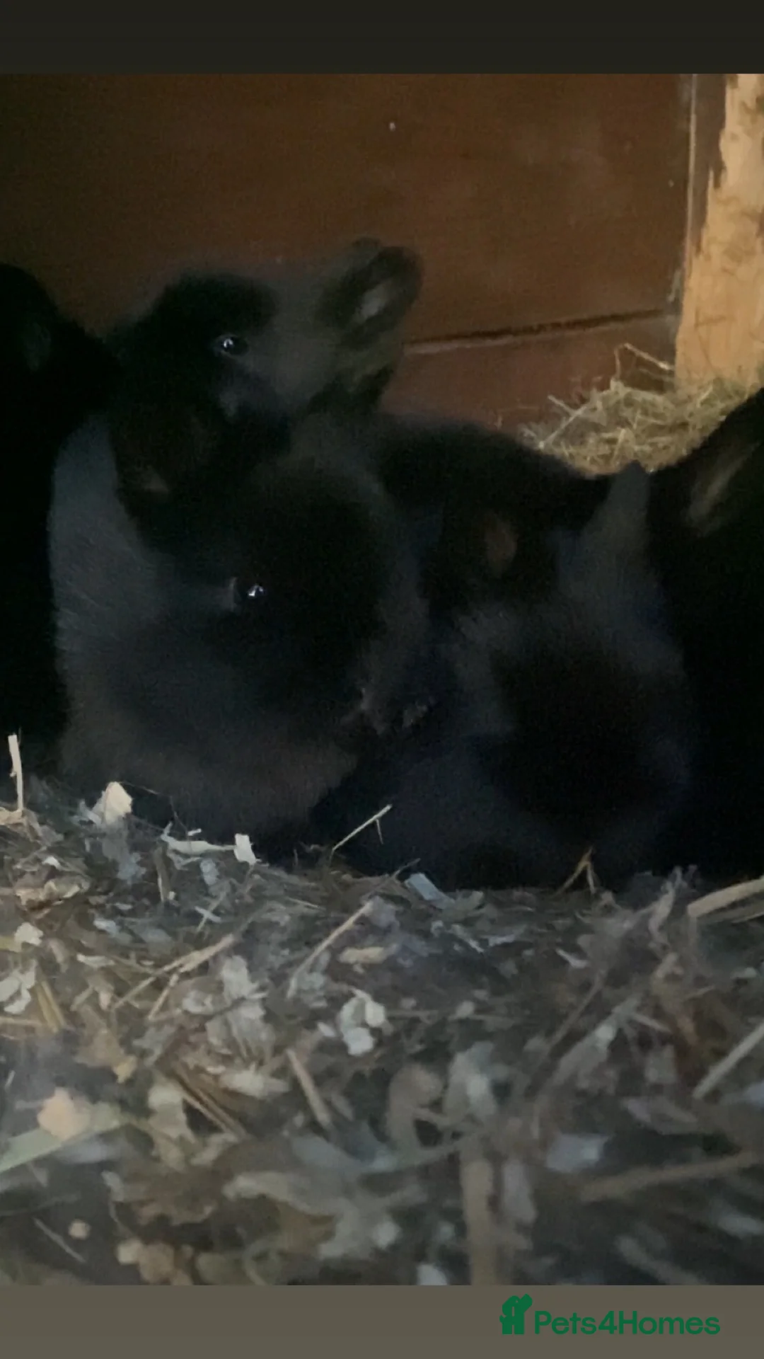 Lionhead rabbits for sale: Beautiful black lionhead babies for sale - Advert 2