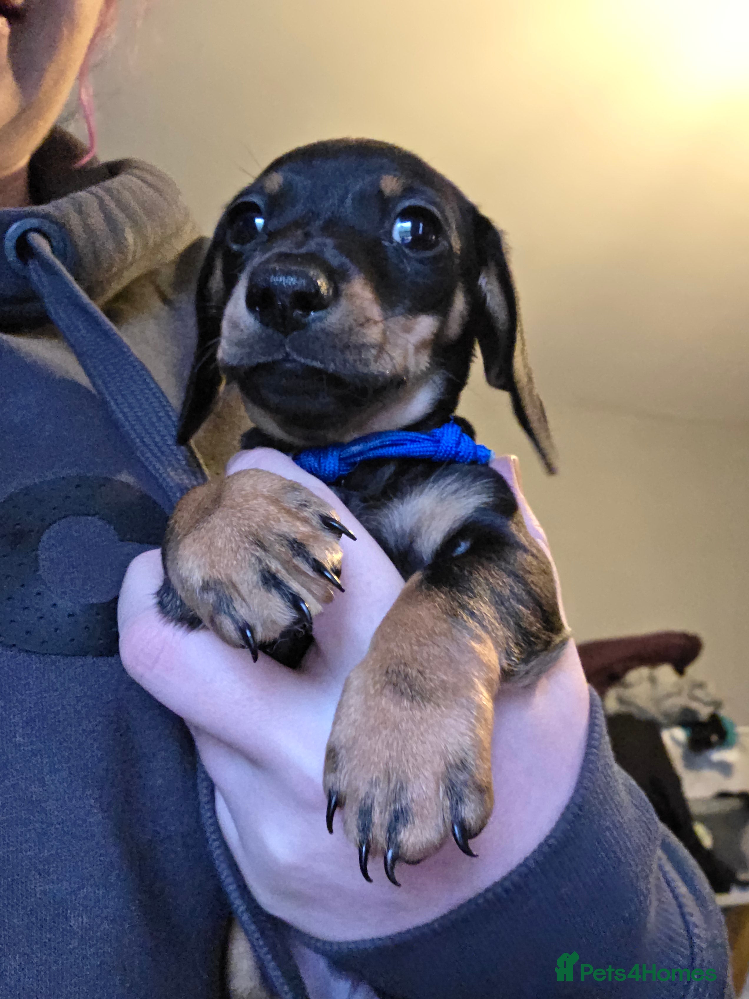 Dachshund dogs Smooth miniature dachshund boy for sale  - Advert 8