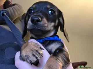 Dachshund dogs Smooth miniature dachshund boy for sale - Advert 8