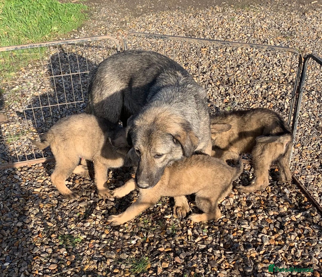 Mixed Breed dogs for sale: German shepherd x caucasian shepherd puppies - Advert 6