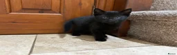 Mixed Breed cats for sale: Litter of 6 beautiful kittens in Leyland - Advert 7